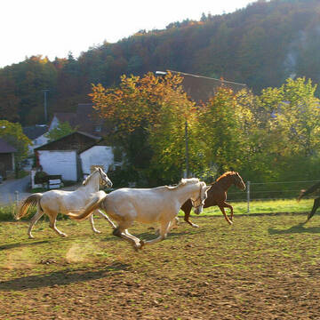 Bild: Stall in  Etzelwang