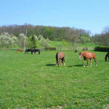 Bild: Stall in  Korntal