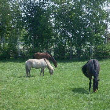 Bild: Stall in  Dieckhorst