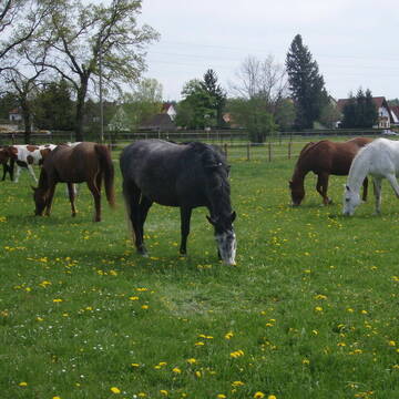 Bild: Stall in  Wollishausen