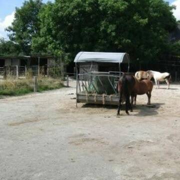 Paddock der Offenstallherde mit Heuraufe