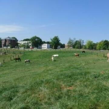 großzügige Weide der Offenstallherde/gemischt