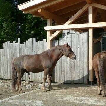 Friedliches Warten auf das Futter vor dem Automat