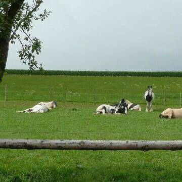 Ausgeglichene Hengste