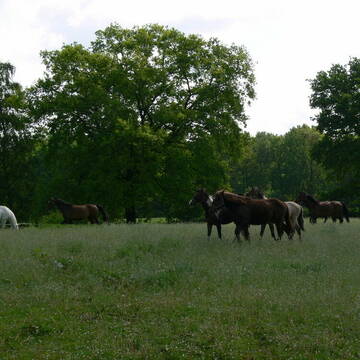 Bild: Stall in  Bergstedt