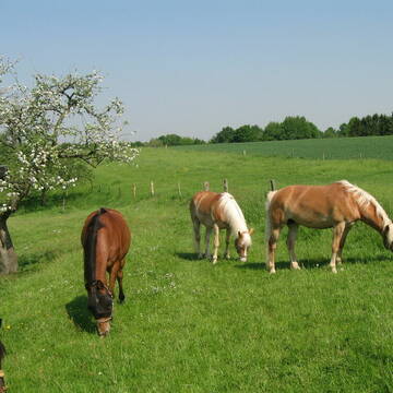 Weidegang den ganzen Sommer
