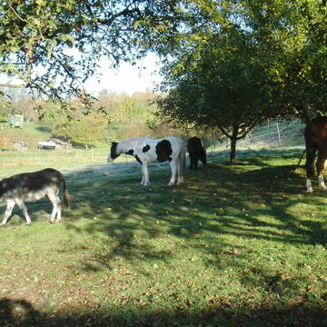 Weide direkt am Stall