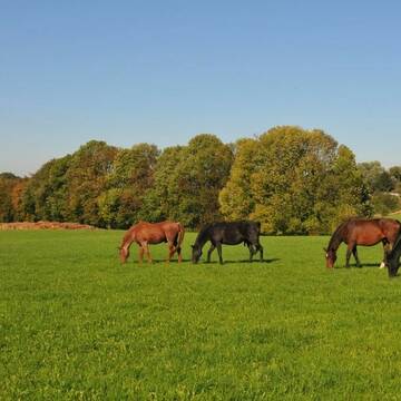 Bild: Weide in  Bergisch Neukirchen