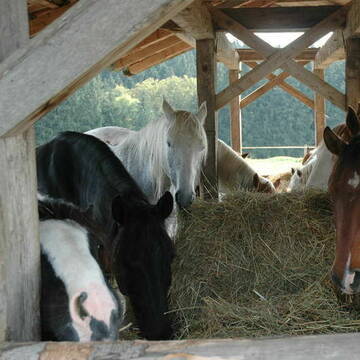 Bild: Stall in  Bruck