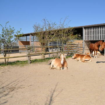 Bild: Stall in  Syke