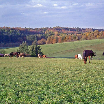Bild: Stall in  Aystetten