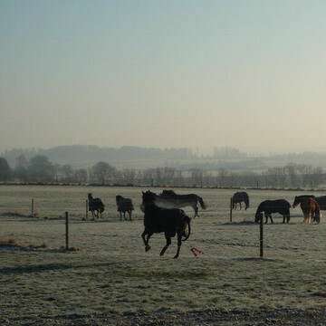 Bild: Stall in  Anzing