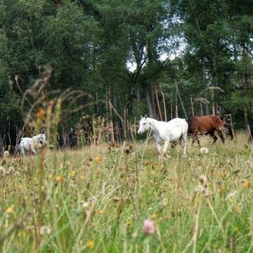 Bild: Weide in  Schlangenbad