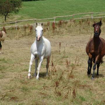 Bild: Weide in  Schlangenbad