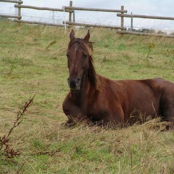 Bild: Weide in  Schlangenbad