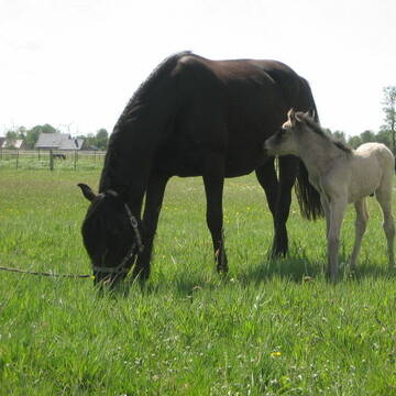 Bild: Stall in  Spetzerfehn