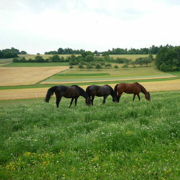 Bild: Stall in  Althengstett