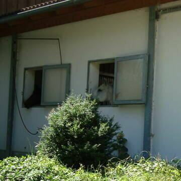 Bild: Stall in  Utting am Ammersee