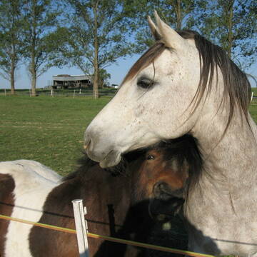 Bild: Stall in  Nümbrecht