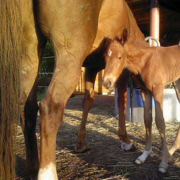 Bild: Stall in  Märkisch Buchholz