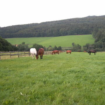 Bild: Stall in  Eisenbach