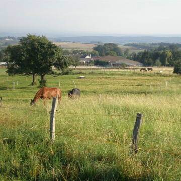 Bild: Stall in  Königswinter