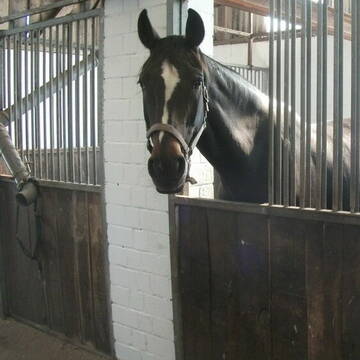 helle Aussenboxen bestes Stallklima