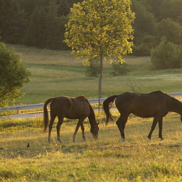 Bild: Stall in  Wiesbaden