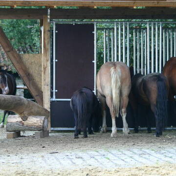 Friedliches gemeinsames Fressen...