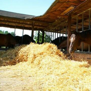 Futterraufe Wallach-Paddock