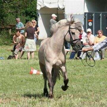 Der Chef beim Sommerfest mit Zuchthengst ILLIANO