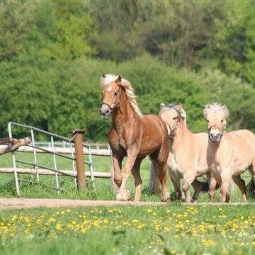 Bild: Stall in  Lustheide