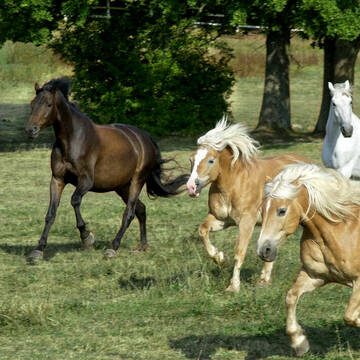 Pferde auf fest eingezäunter Koppel mit Baumbesta
