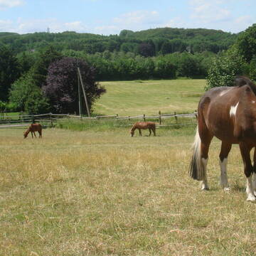 Bild: Stall in  Dortmund