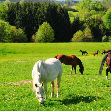 Bild: Stall in  Windorf