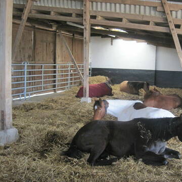 Ruheraum des Bewegungsstalles