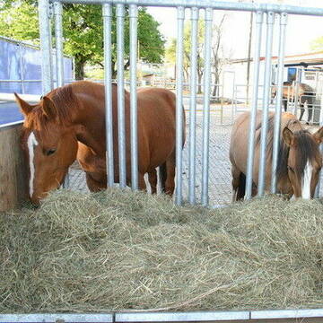 Gemeinsam schmeckt das Heu am Besten