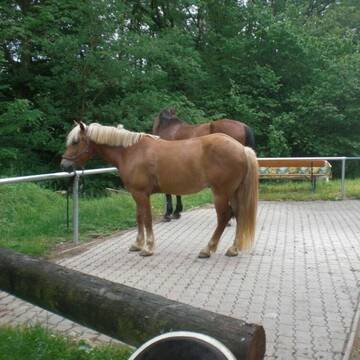 Bild: Stall in  Heinersreuth