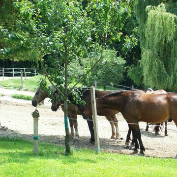 Bild: Stall in  Hebertsfelden
