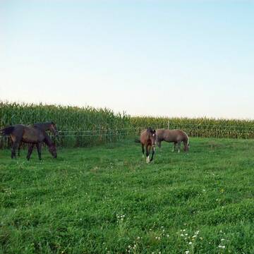 Großzügige Koppeln