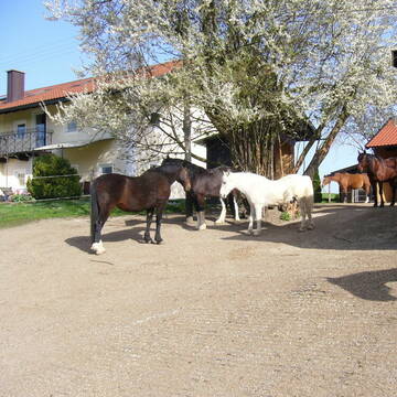 Bild: Stall in  Emmering