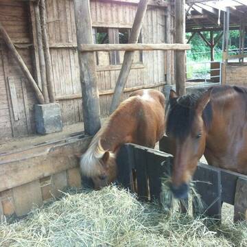 Bild: Stall in  Westerburg