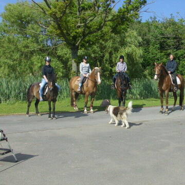 Bild: Reitbeteiligung in  Schönhagen