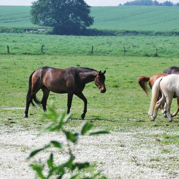 Bild: Stall in  Kempen