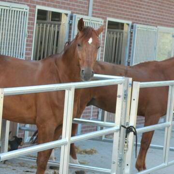 Sonnenbad im Paddock