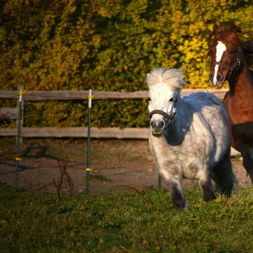 Bild: Stall in  Starnberg