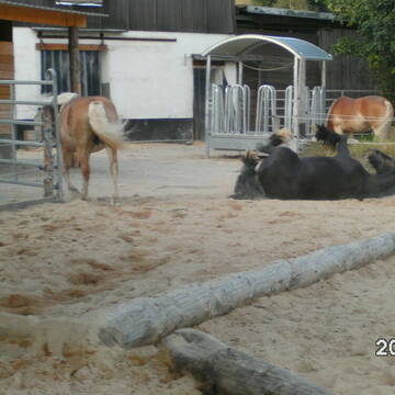 Paddock und Raufe Offenstall