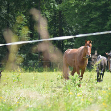 Pferde auf der Weide im Sommer
