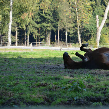 Bild: Stall in  Waldbröl