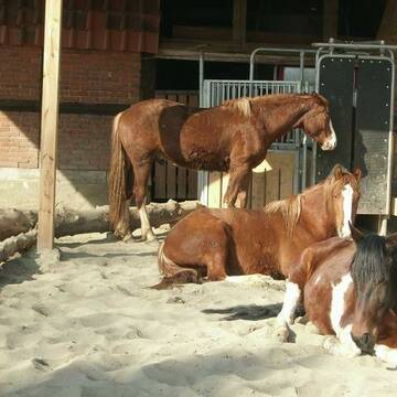 so fühlt Pferd sich wohl